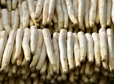Una quantità abbondante di asparagi bianchi distesi in fila, uno sopra l'altro