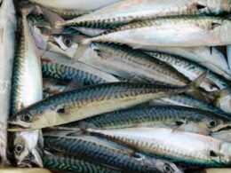 pesce azzurro - Académia.tv