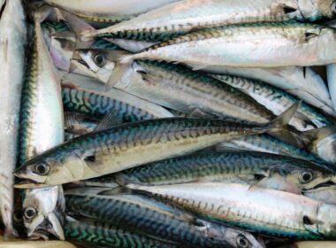 pesce azzurro - Académia.tv