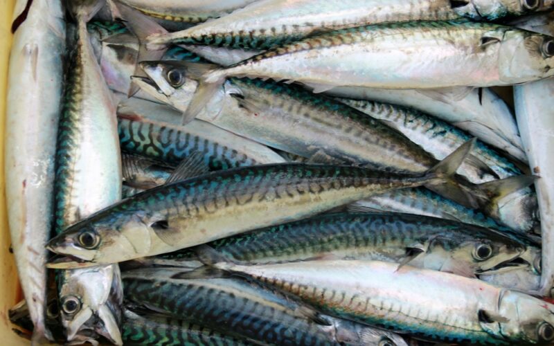 pesce azzurro - Académia.tv
