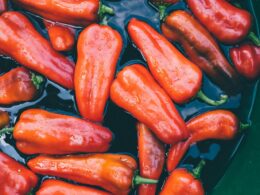 una bacinella di acqua contiene dei peperoni estivi di color rosso, semi immersi nell'acqua