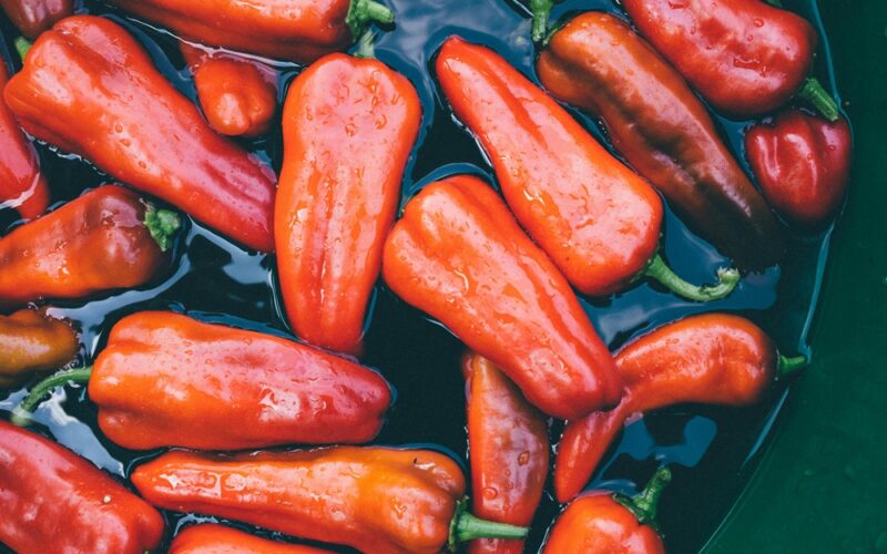 una bacinella di acqua contiene dei peperoni estivi di color rosso, semi immersi nell'acqua