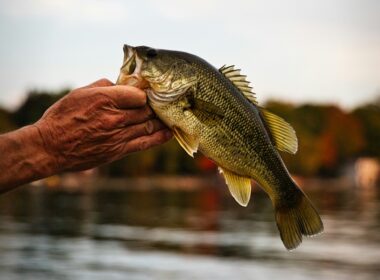 una mano afferra un pesce di lago dalla bocca, sullo sfondo si intravede un porto
