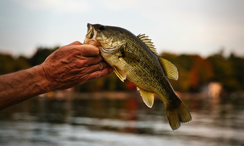 una mano afferra un pesce di lago dalla bocca, sullo sfondo si intravede un porto