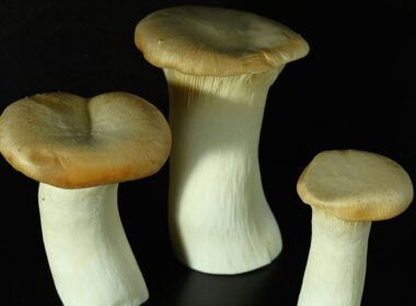 Tre funghi cardoncelli su sfondo nero