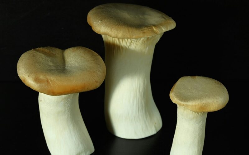 Tre funghi cardoncelli su sfondo nero