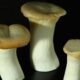 Tre funghi cardoncelli su sfondo nero