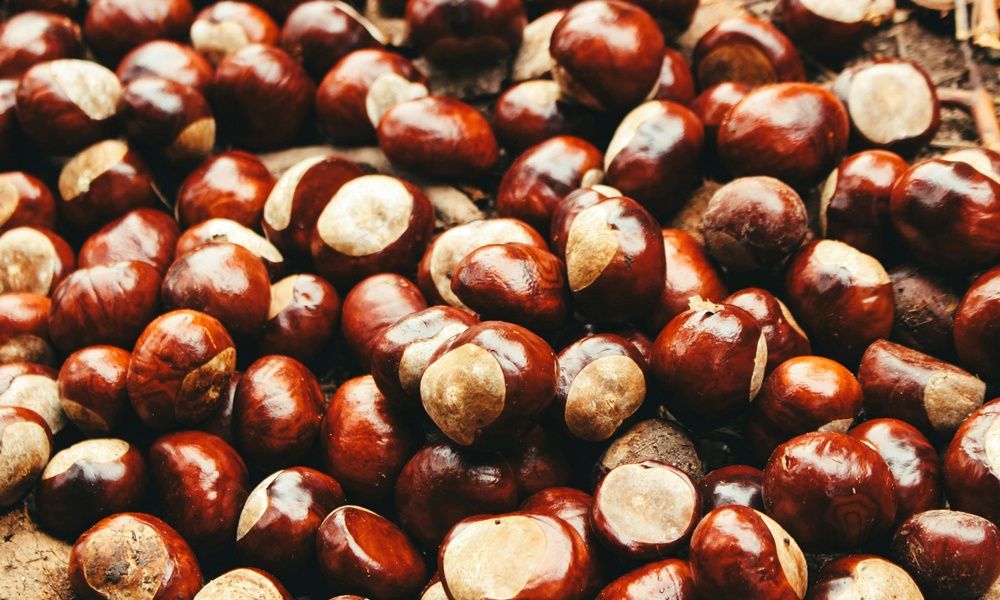 marron glacé - Académia.tv