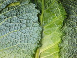 un close up di foglie di verdure depurative verdi, nello specifico verza e lattuga