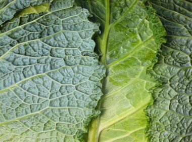 un close up di foglie di verdure depurative verdi, nello specifico verza e lattuga