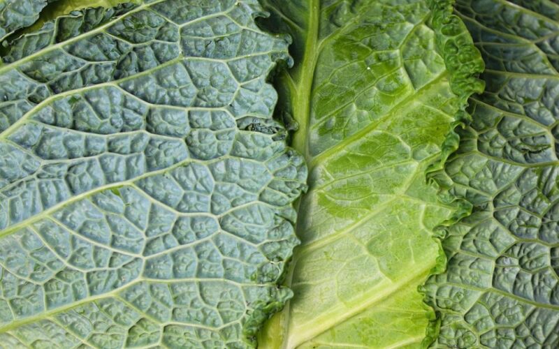 un close up di foglie di verdure depurative verdi, nello specifico verza e lattuga