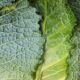 un close up di foglie di verdure depurative verdi, nello specifico verza e lattuga
