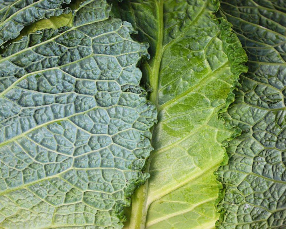 un close up di foglie di verdure depurative verdi, nello specifico verza e lattuga