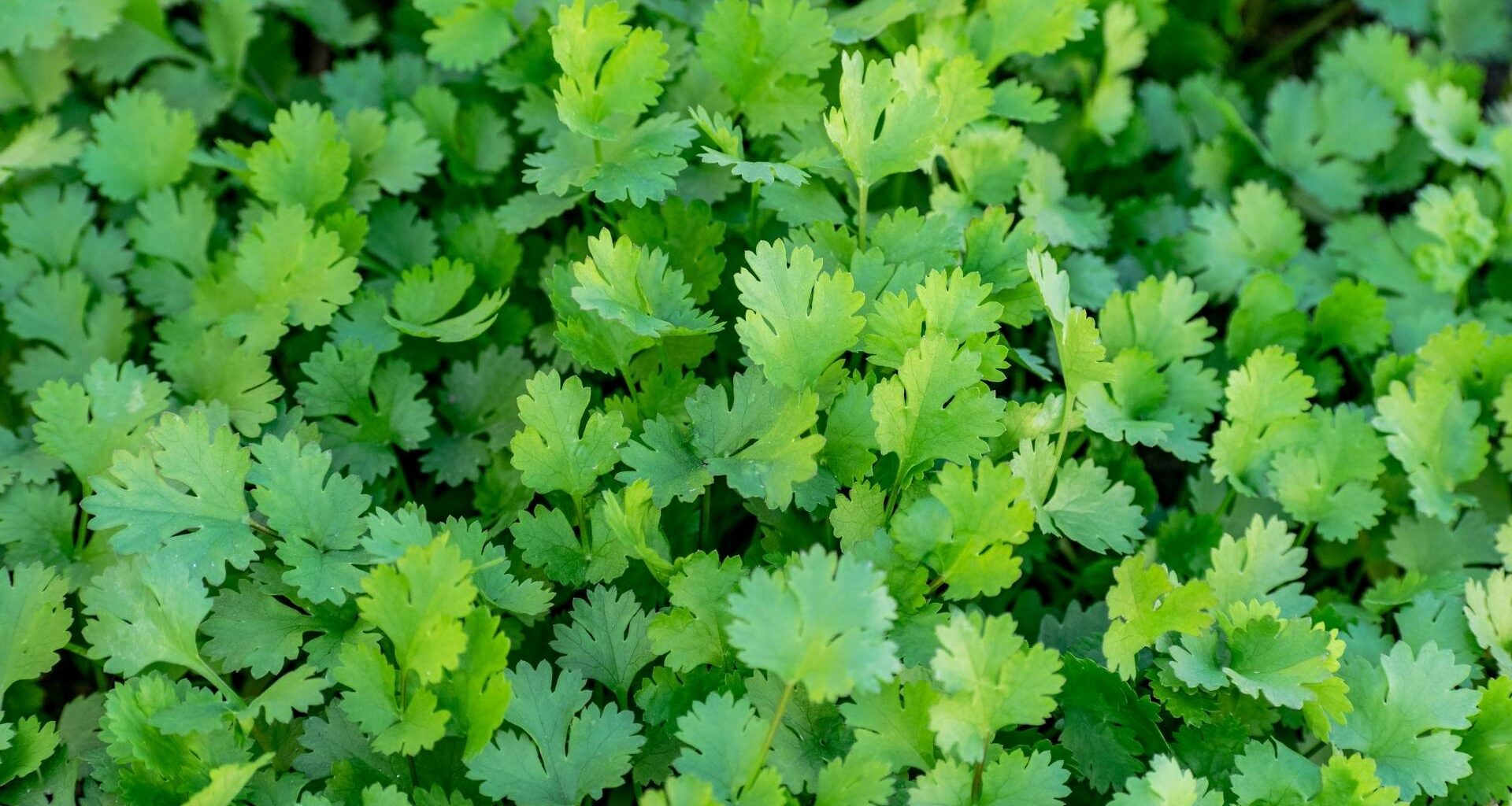 coriandolo