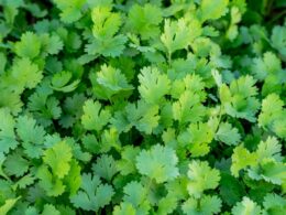 coriandolo