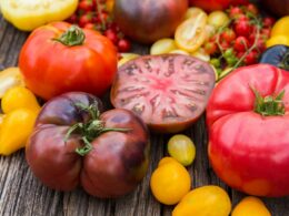 pomodori