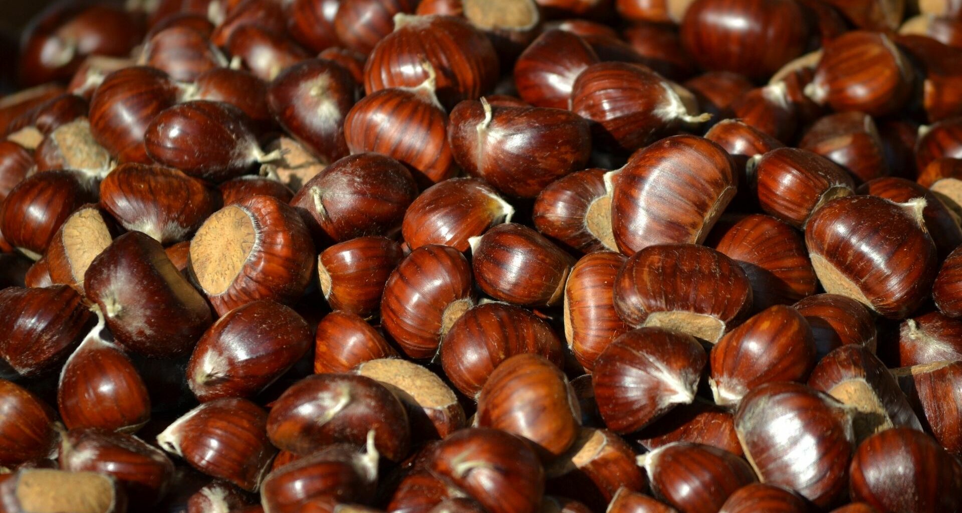 castagne