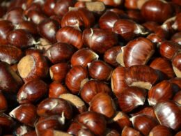 castagne